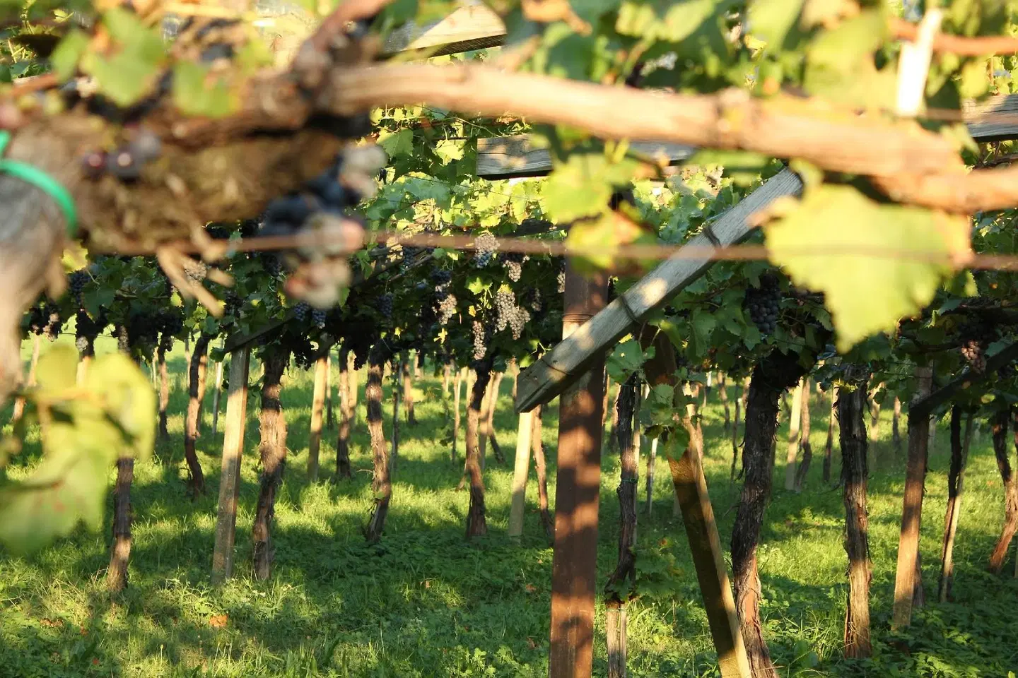 Homesuitehome LANDSCAPE