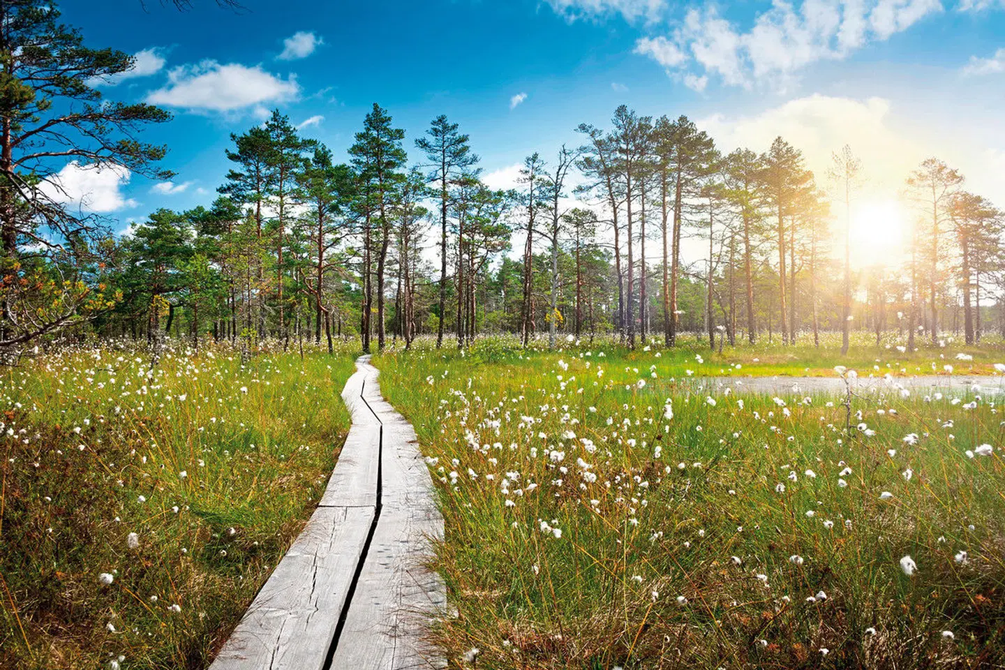 Klassische Höhepunkte des Baltikums Garten