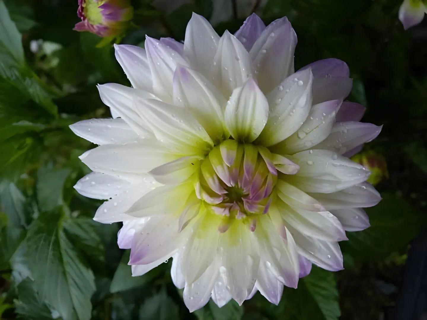 Halcyon Heights B&B/Inn LANDSCAPE