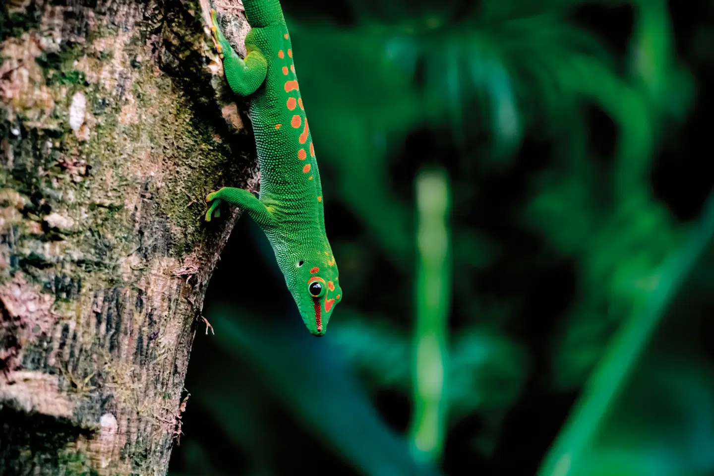 Naturparadies Madagaskar Tiere