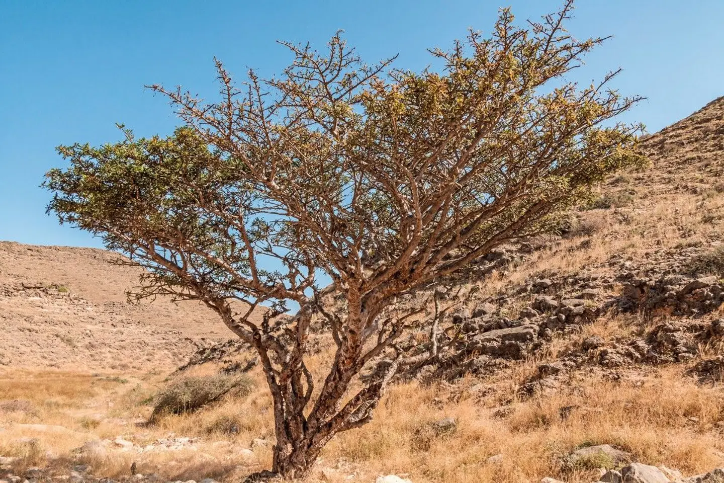 Die Weihrauchstraße - Der Duft des Orients LANDSCAPE