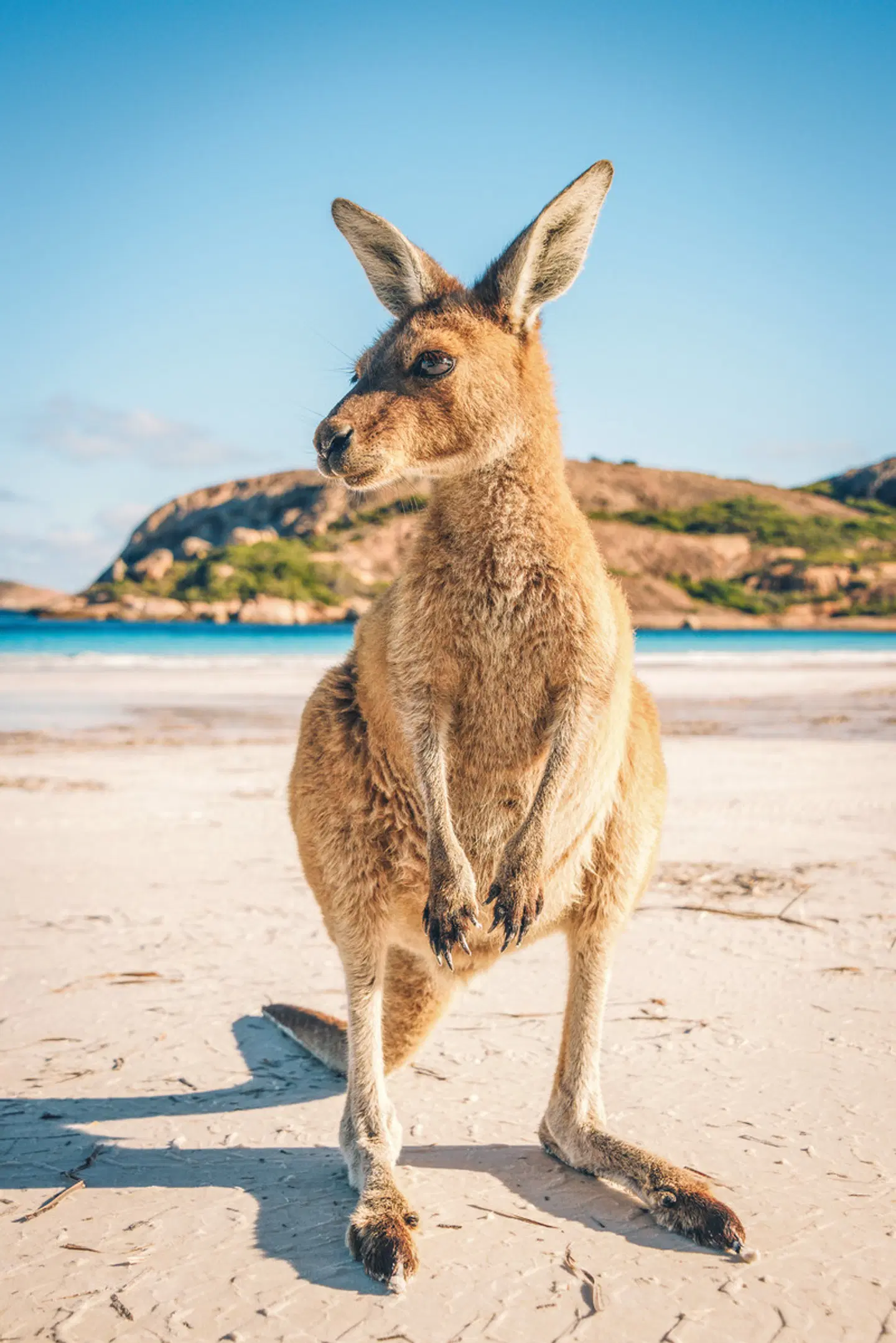 Känguru-Hüpfer Tiere