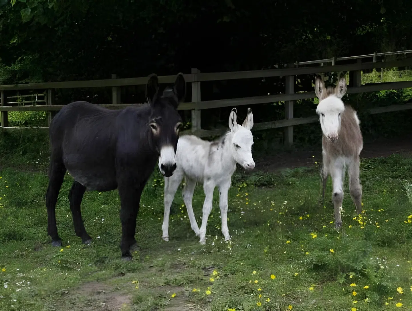 Barnabrow Country House Tiere