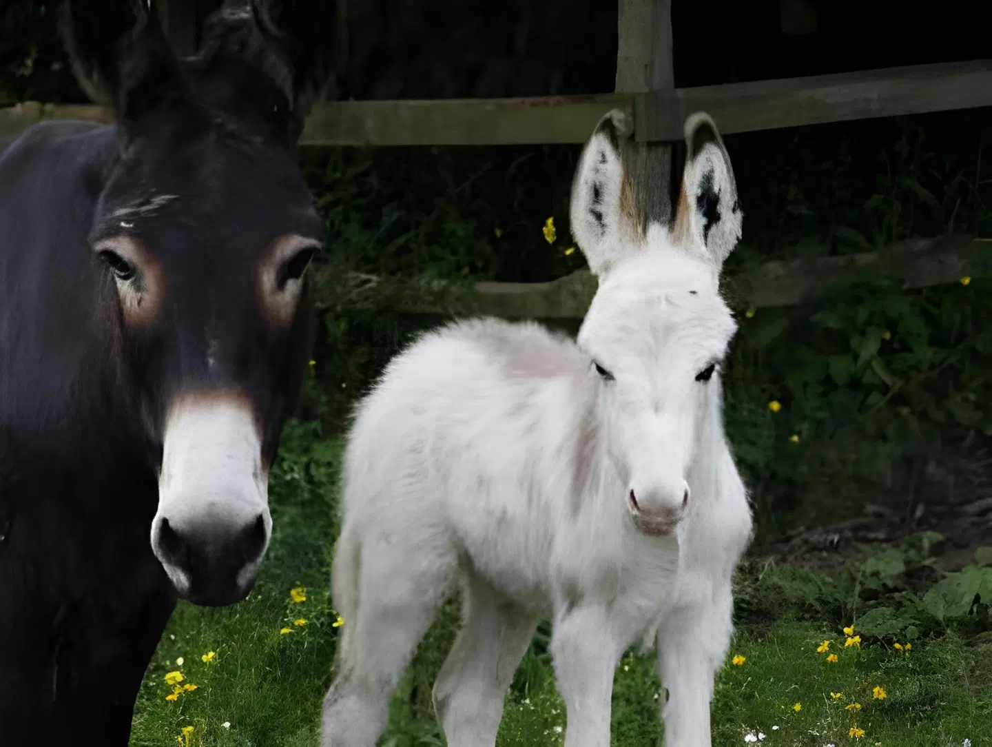 Barnabrow Country House Tiere