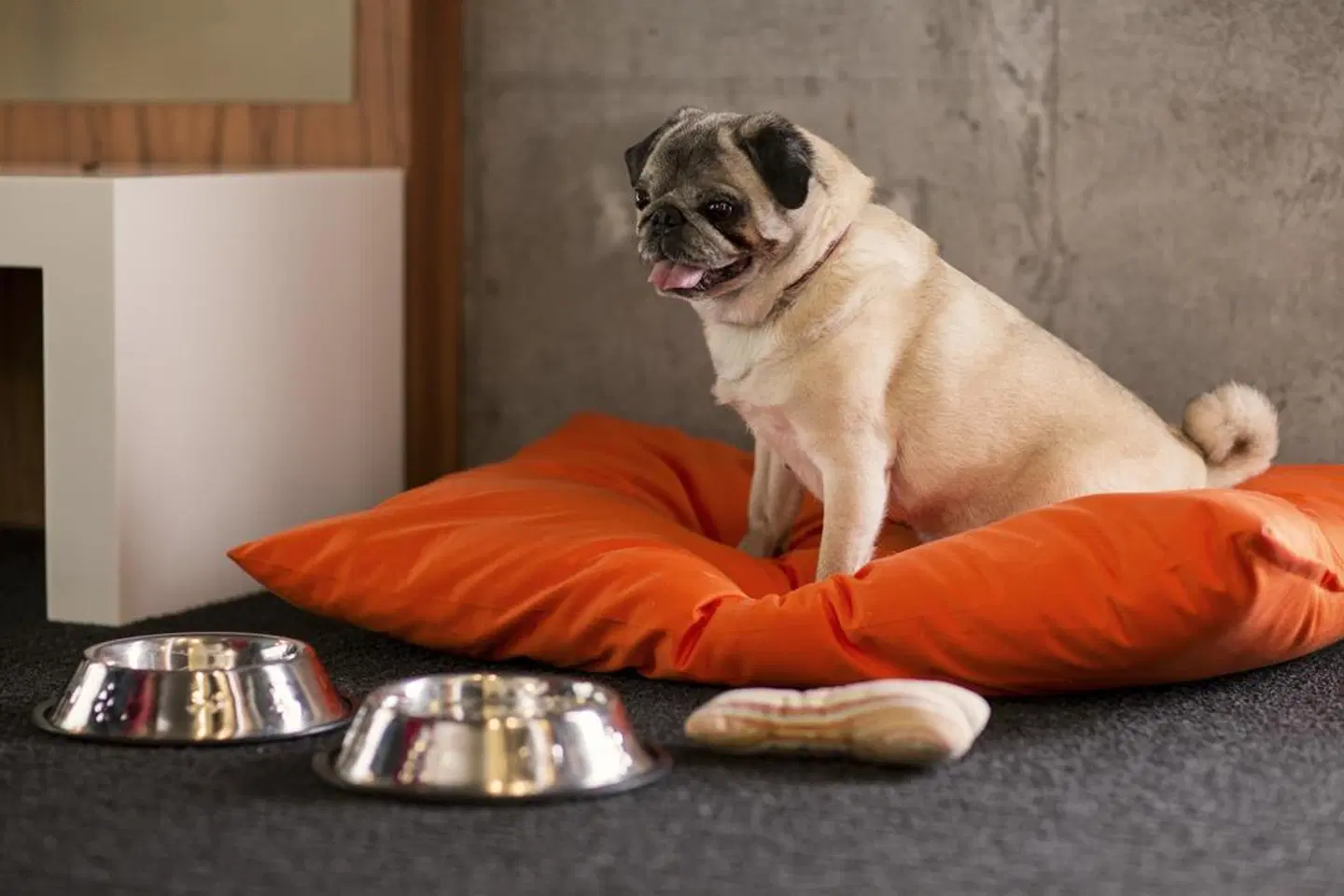 Hôtel Alt Montréal Tiere