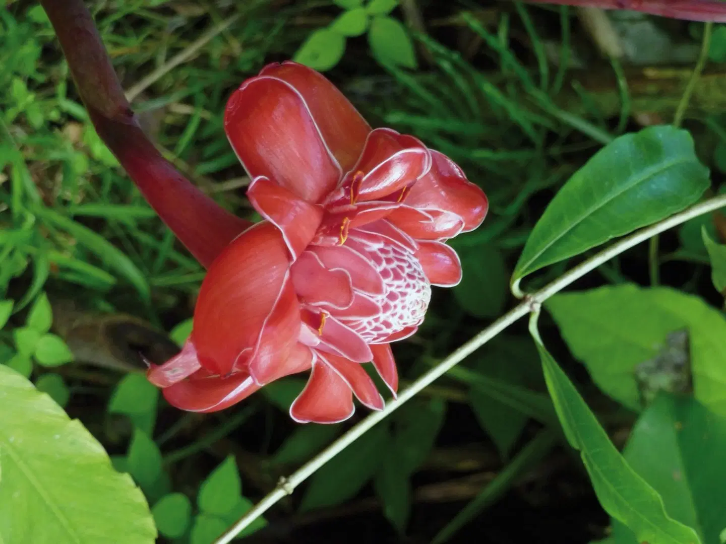Abenteuer zwischen Vulkan und Regenwald (letzte Nacht in San José) LANDSCAPE