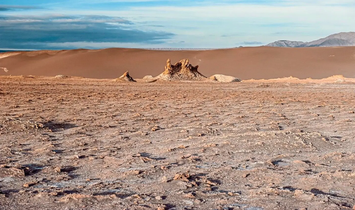Höhepunkte Chiles Tiere