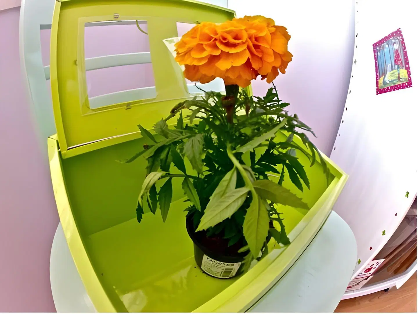 Backpackers Fairytale Hostel Restaurant