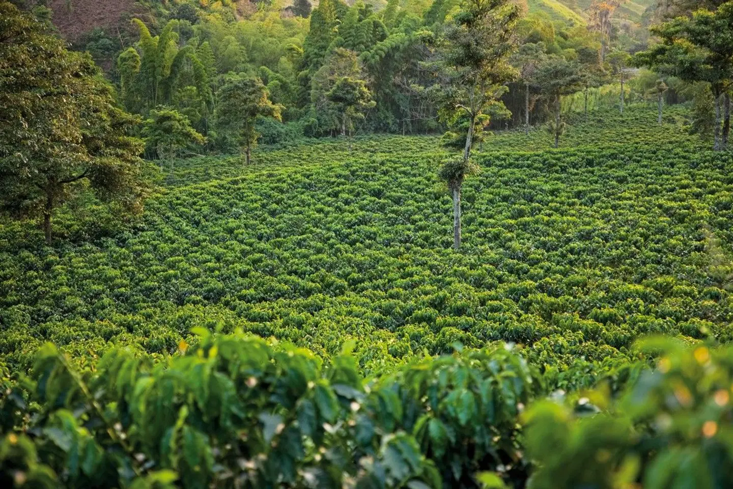 Panama & Kolumbien - von Kanalwundern, Kaffeekultur und Küstenzauber LANDSCAPE