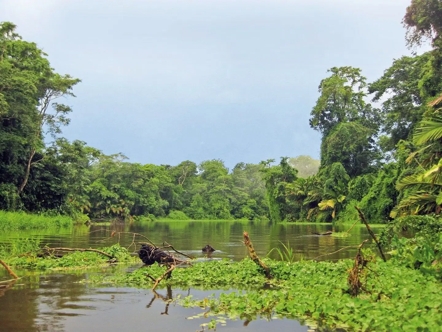 Karibik- und Dschungeltour Tiere