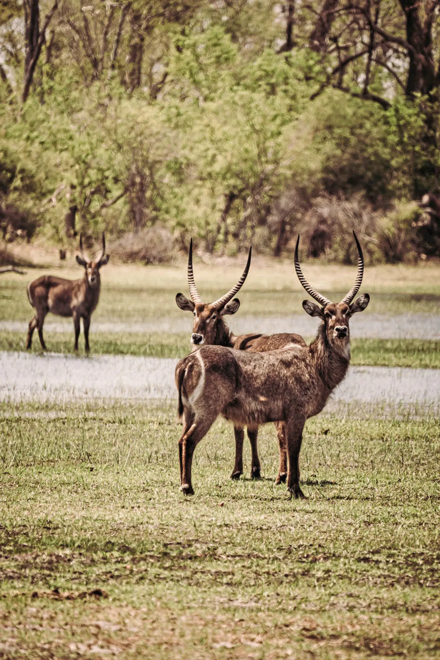 Drifters - Botswana Explorer 17 Nächte Tiere