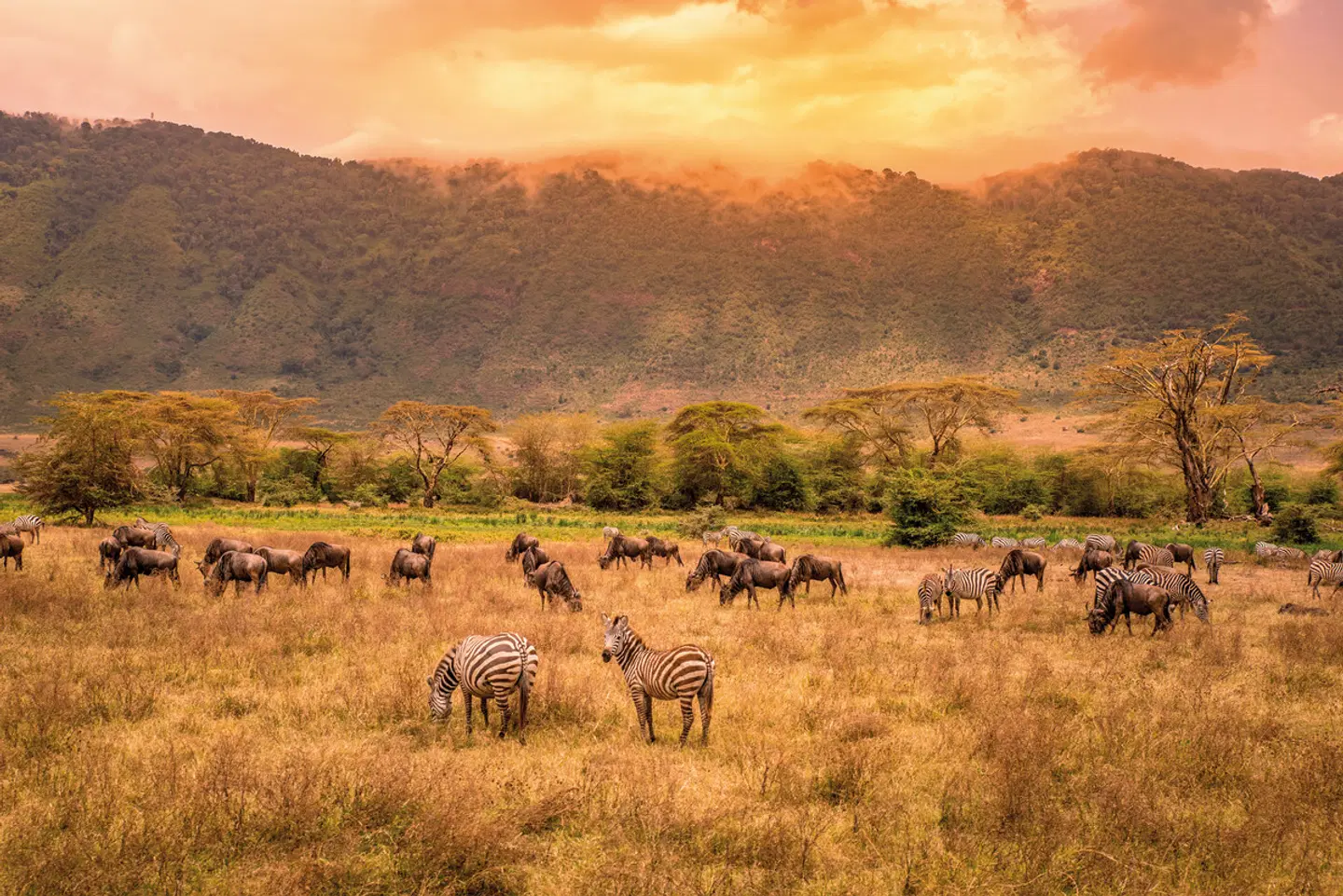 Magisches Tansania Tiere