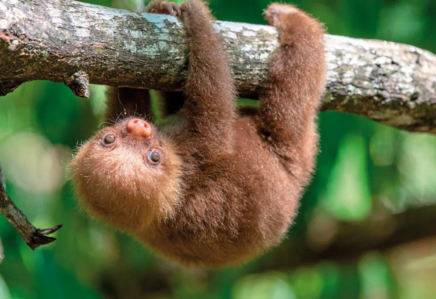 Costa Rica - Aktiv & Relax Tiere