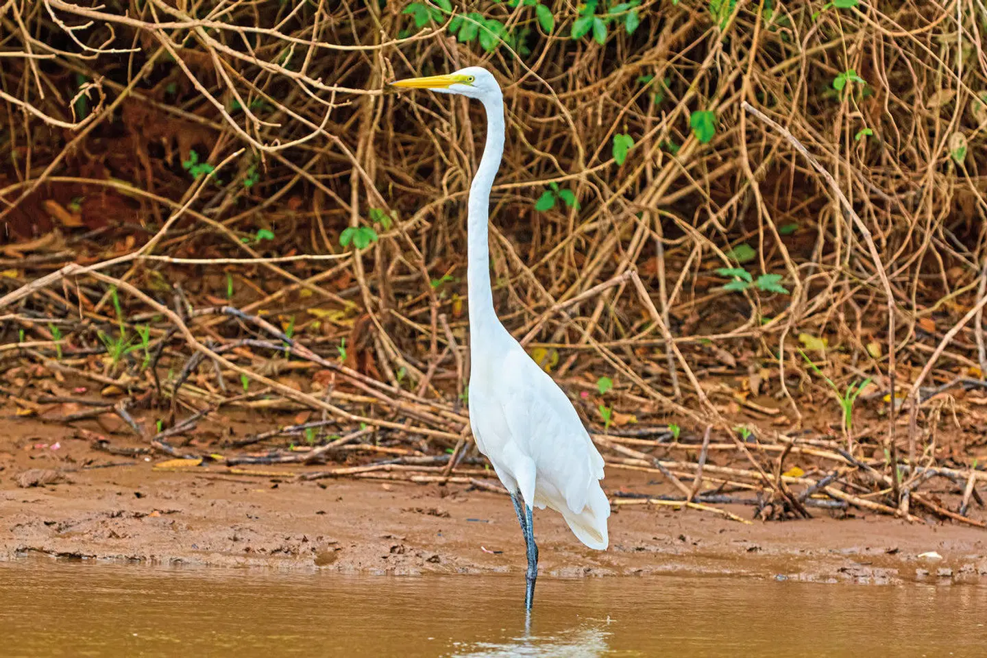 Costa Rica - auf die feine Art entdecken Tiere