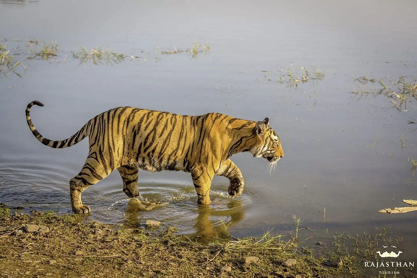 Tiger, Tempel, Taj Mahal Tiere
