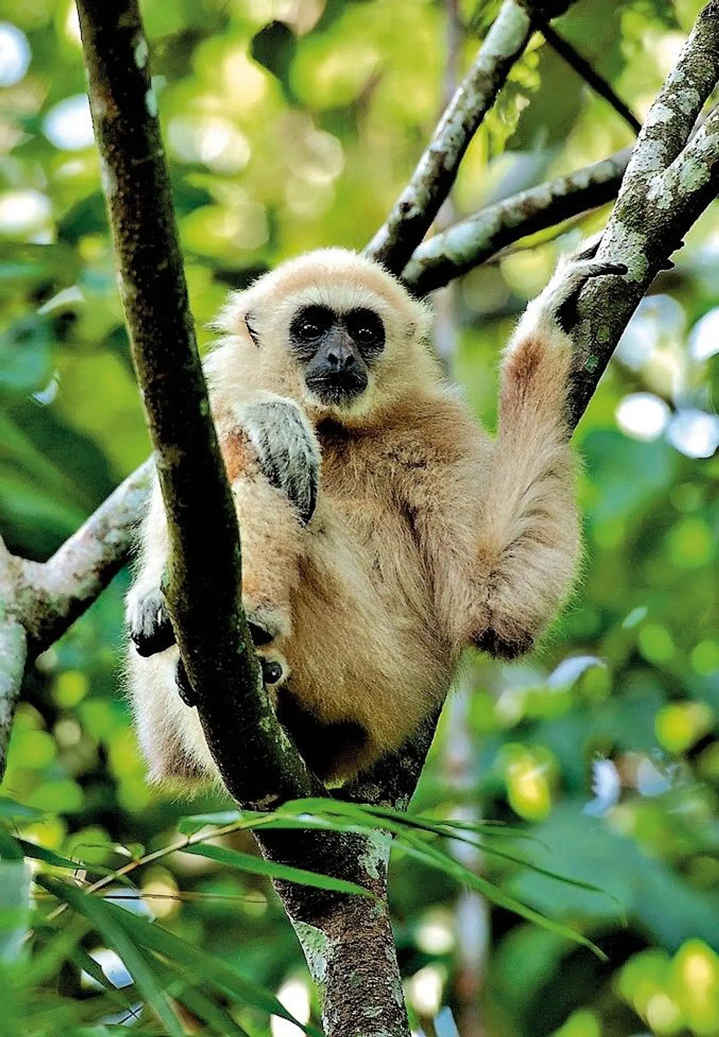 Khao Yai Nationalpark Tiere