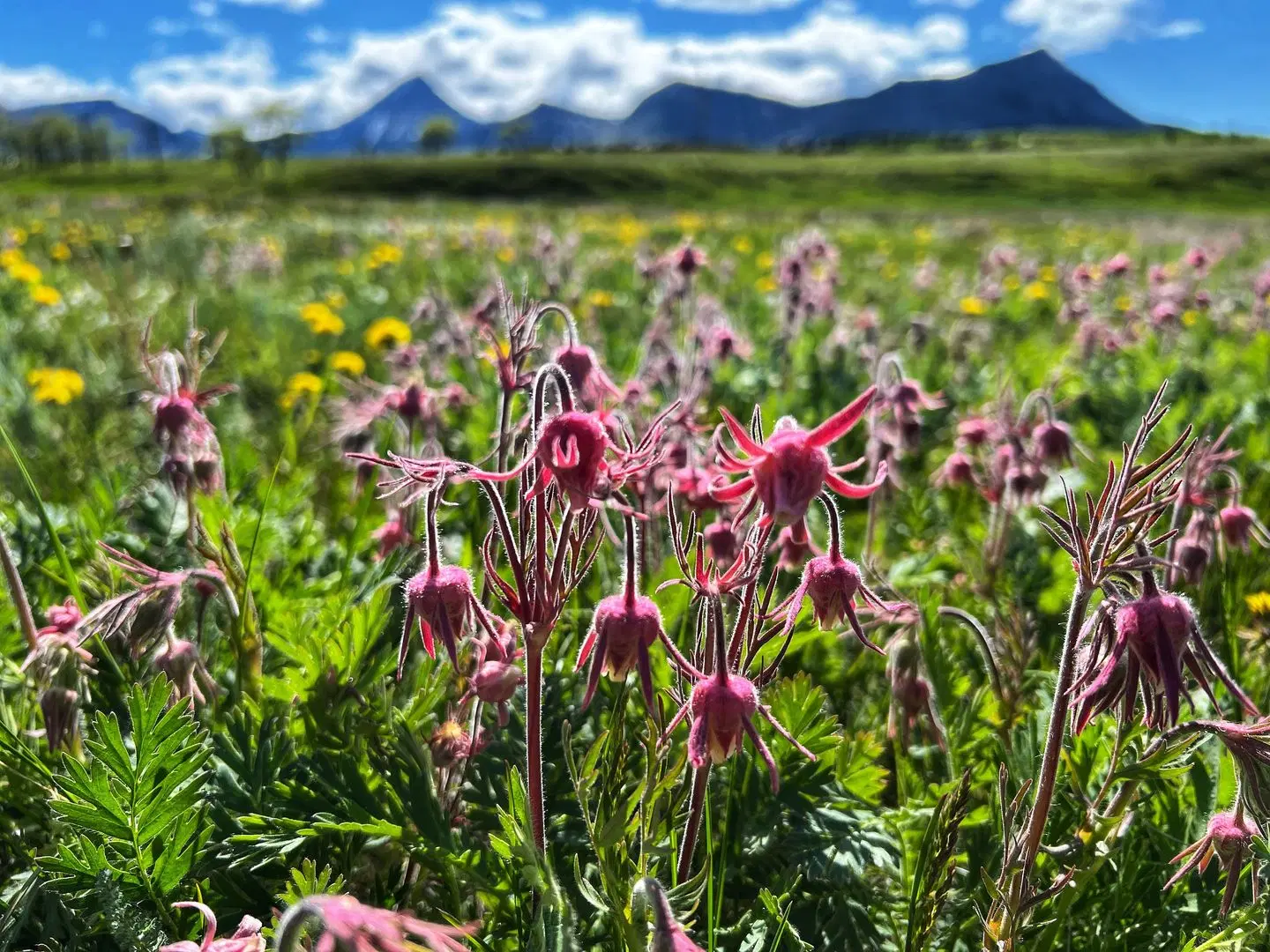 Thanksgiving Ranch Pincher Creek LANDSCAPE
