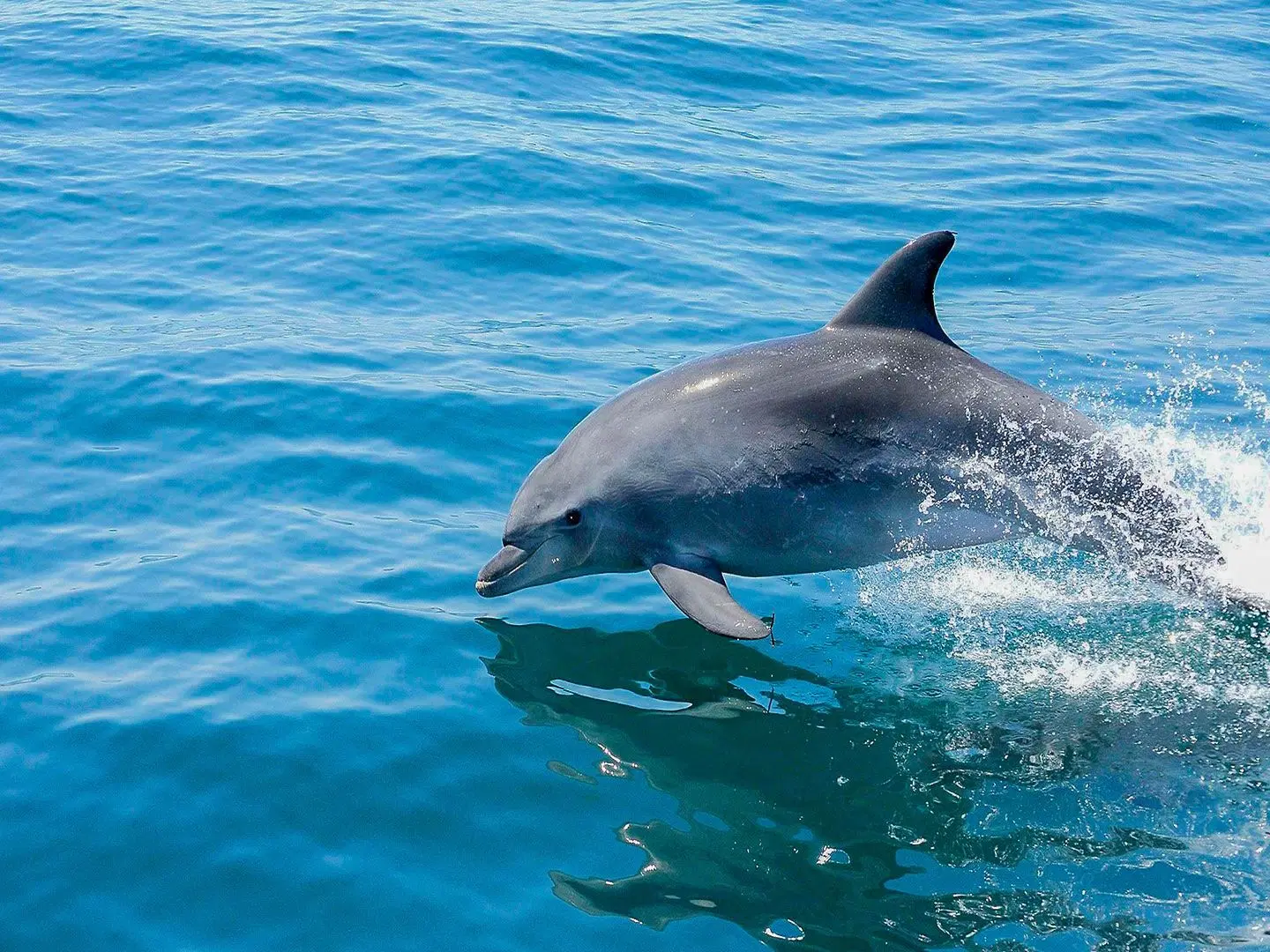 Clube Albufeira Garden Village Tiere