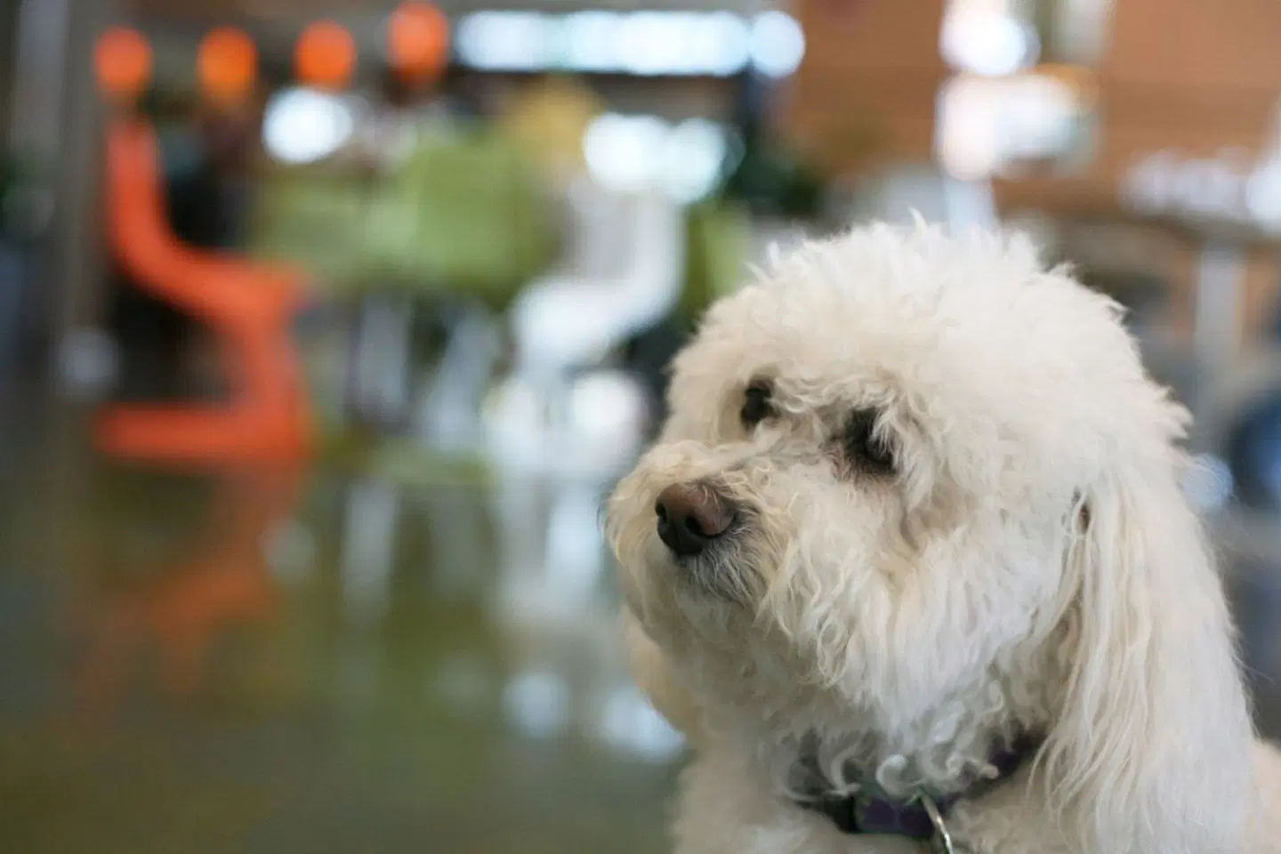 Indigo Asheville Downtown Tiere