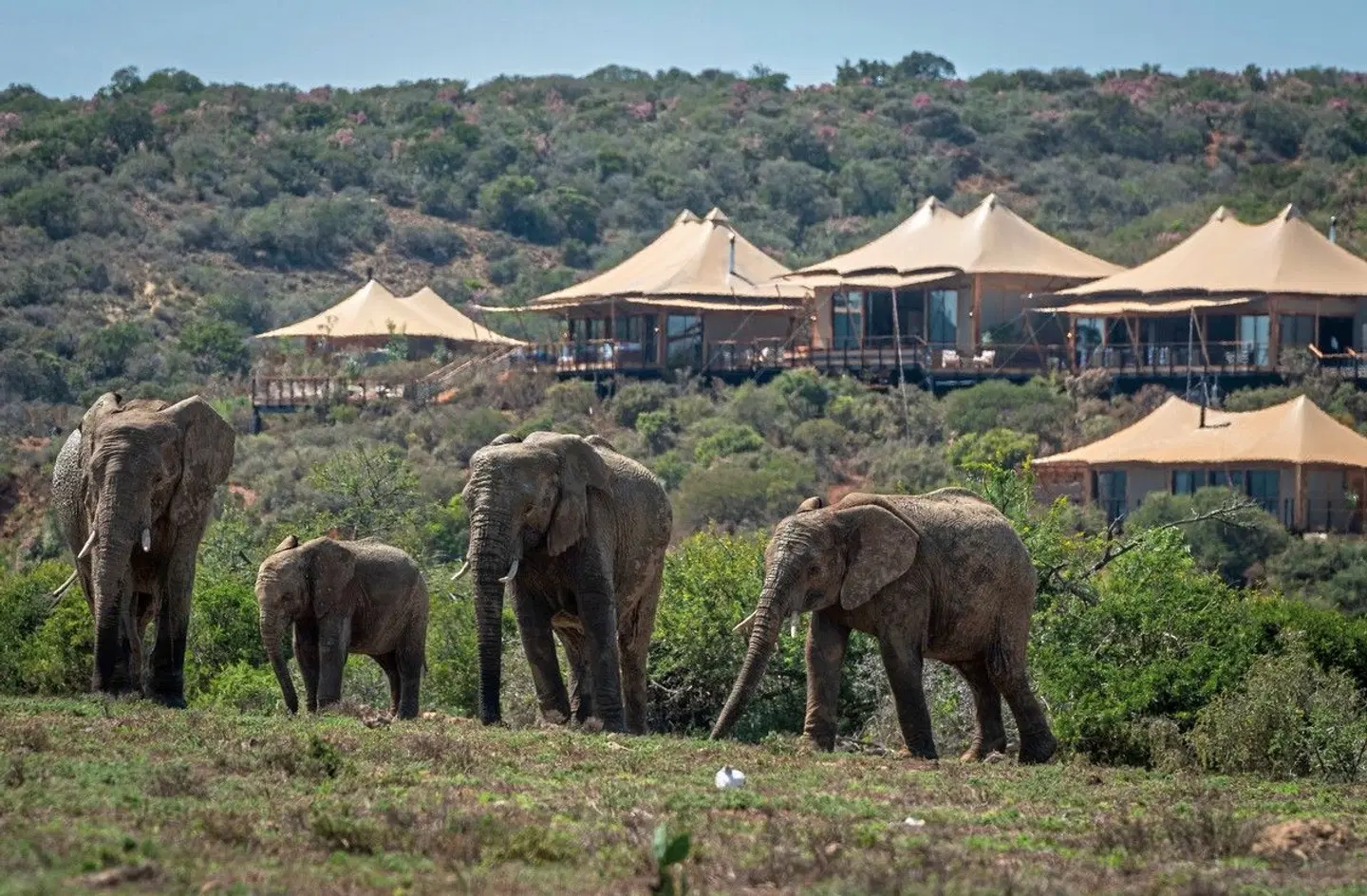 Shamwari Sindile Lodge Tiere