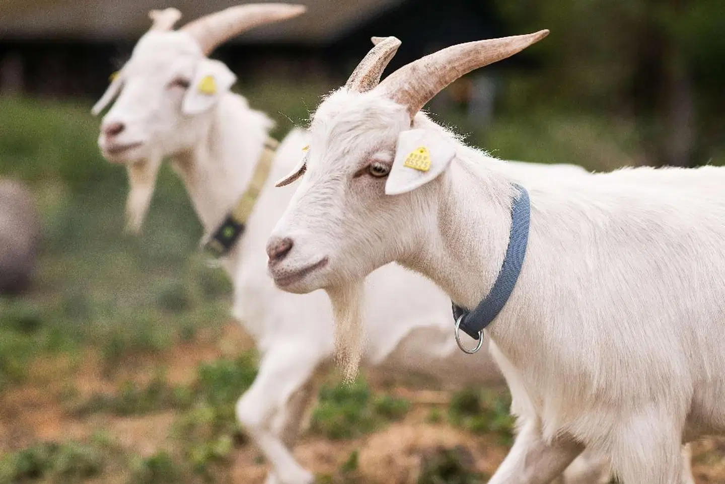 Best Western Seehotel Frankenhorst Tiere