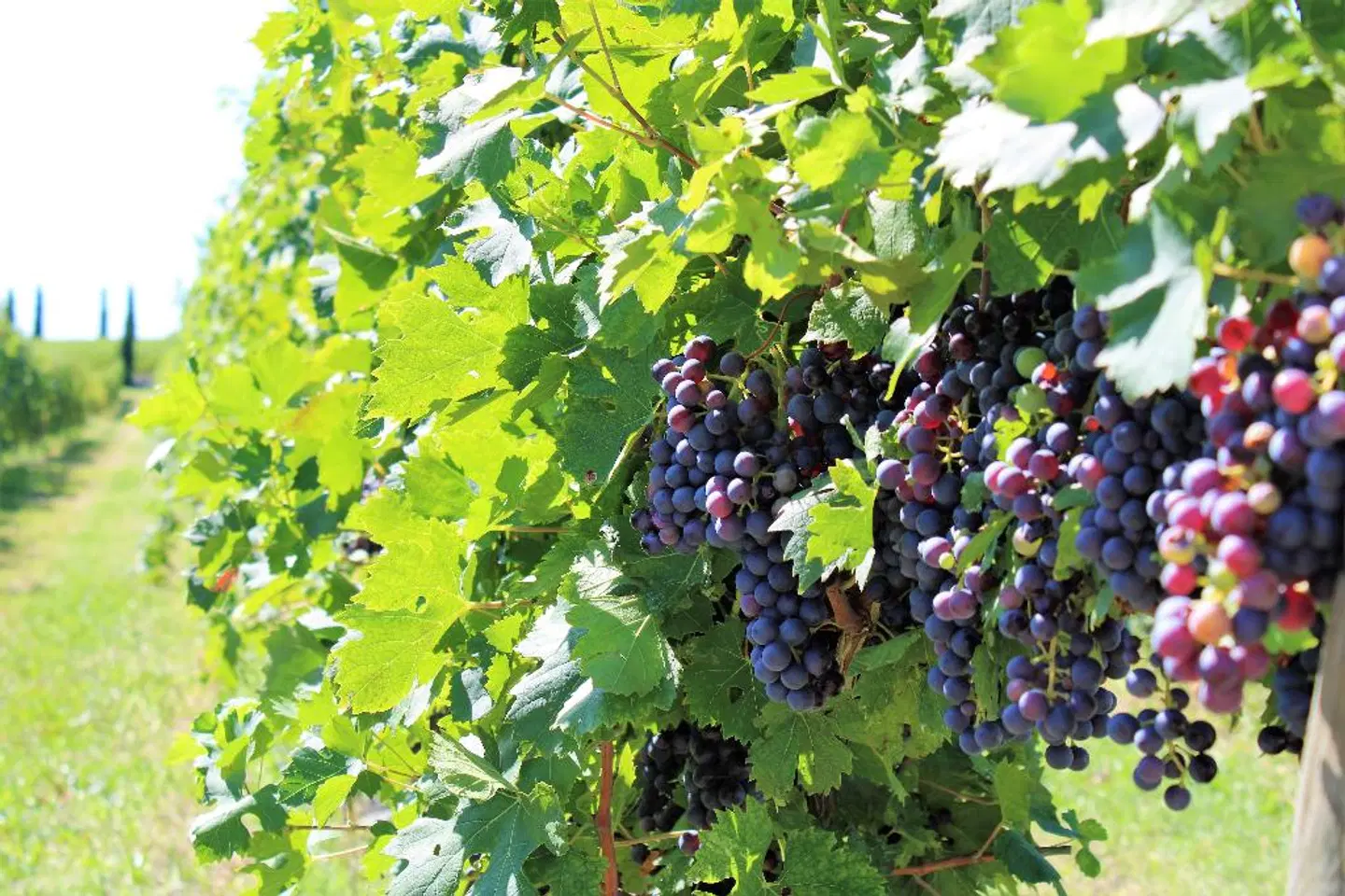 Borgo Romantico Relais LANDSCAPE