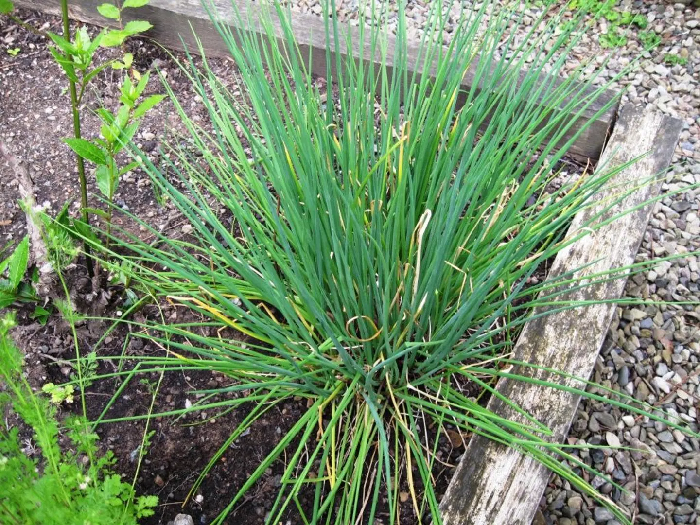 The Clive Arms Garten