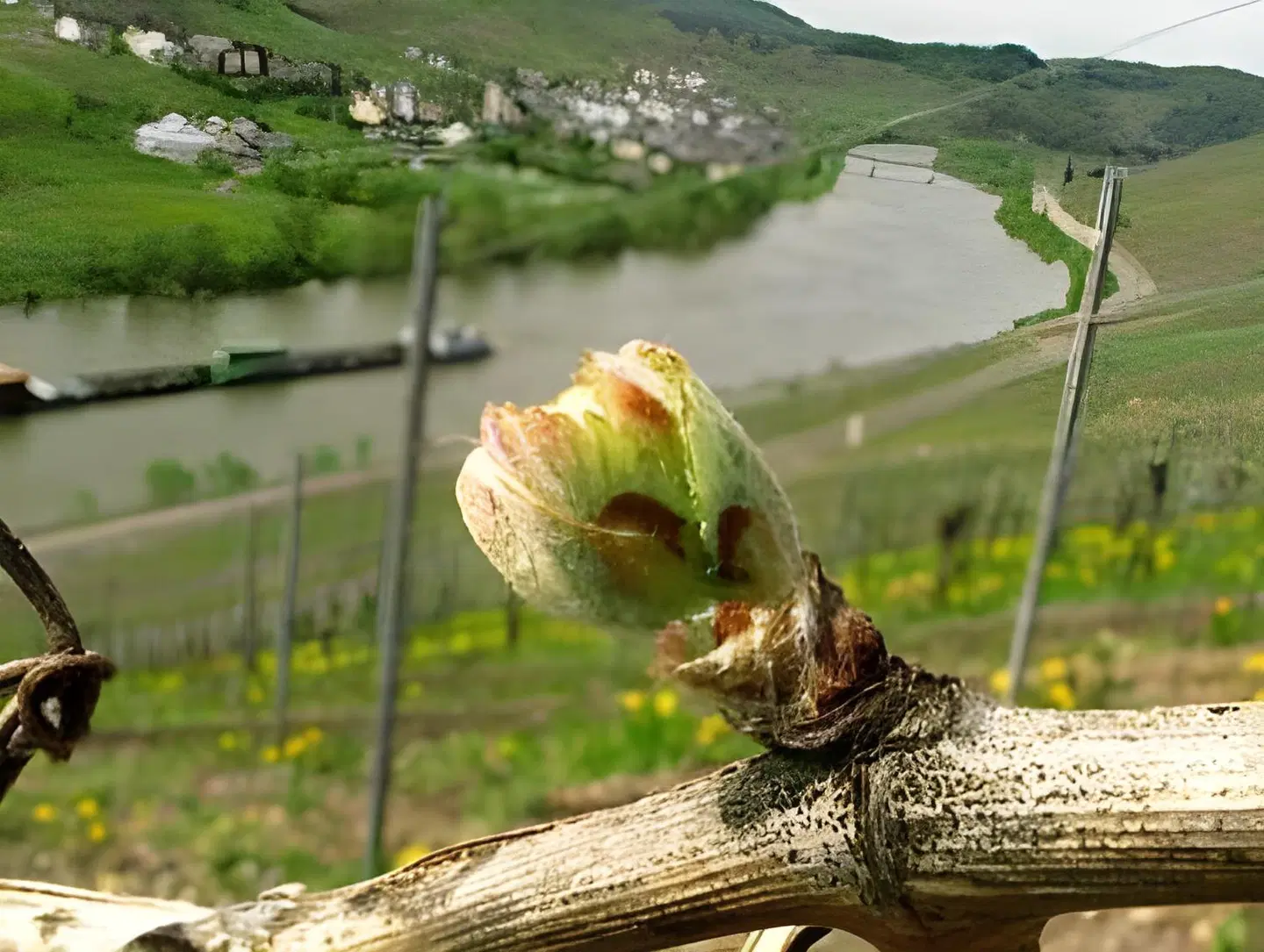 Weingut-Gästehaus Karl Otto Nalbach LANDSCAPE