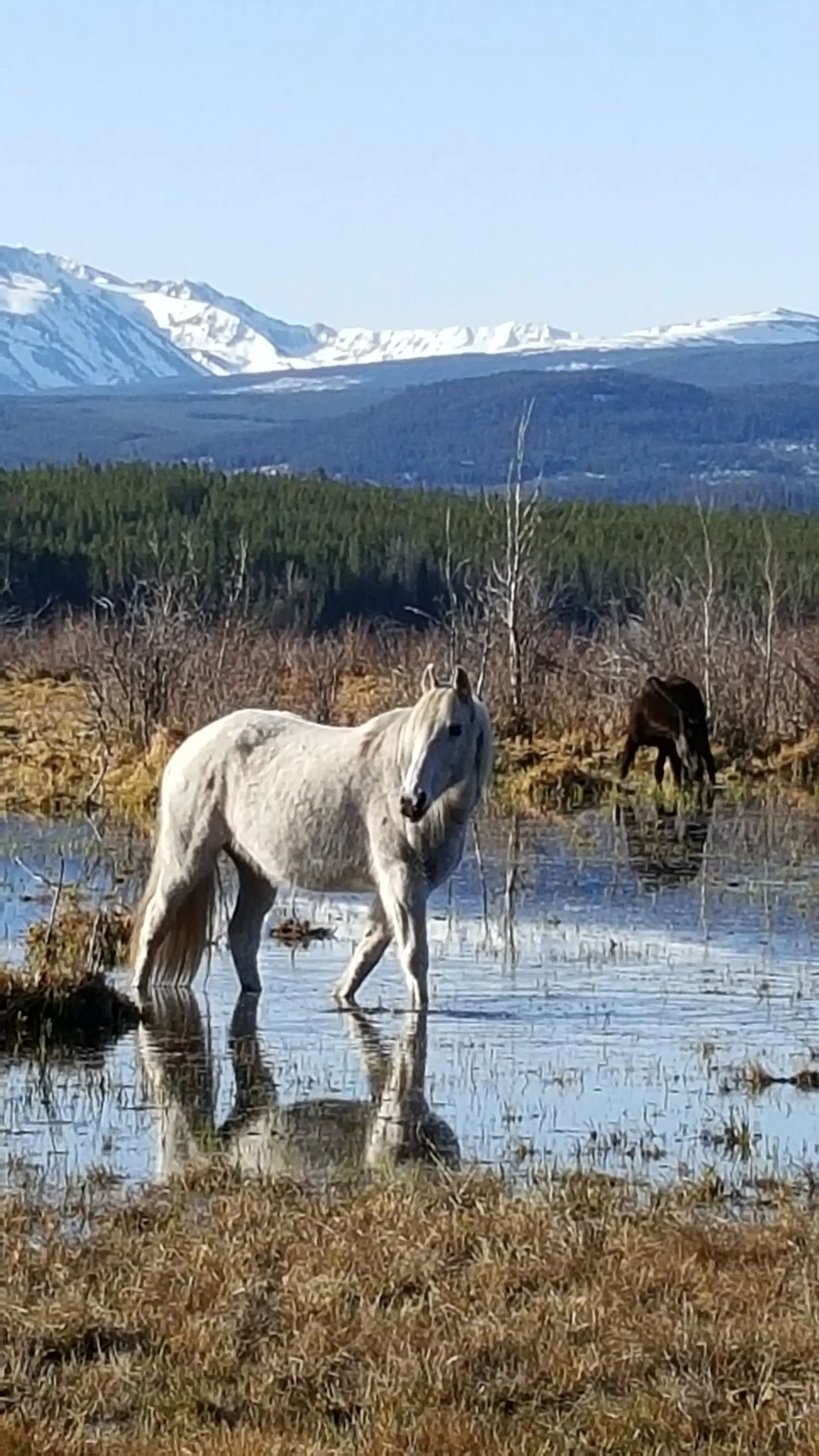 Terra Nostra Guest Ranch Tiere