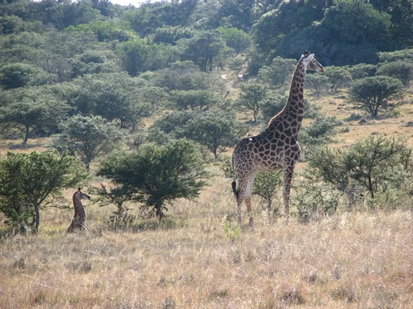 Amakhala Game Reserve - Bukela Game Lodge Tiere