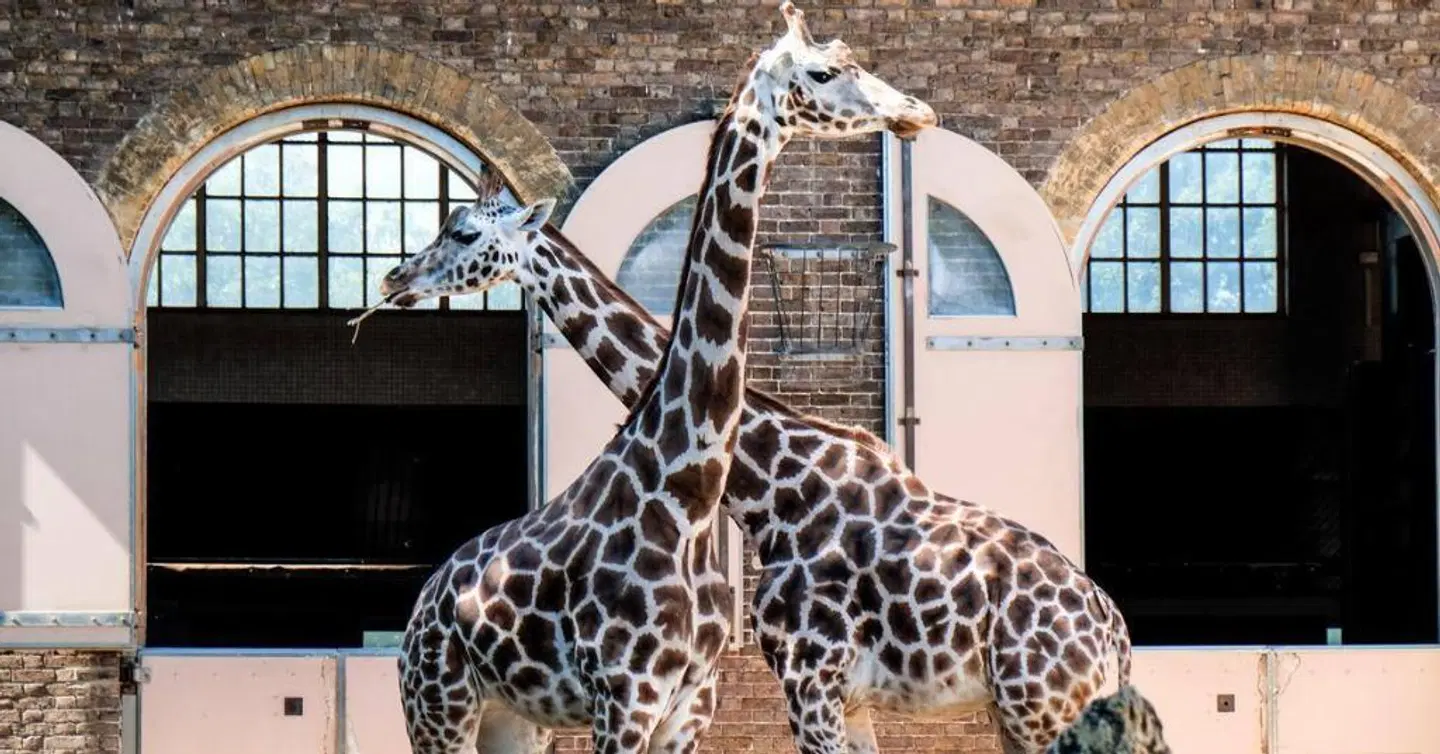 Meliá White House Tiere