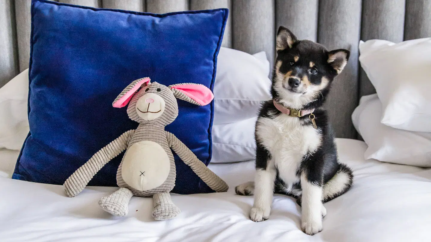 Kimpton De Witt Hotel Tiere