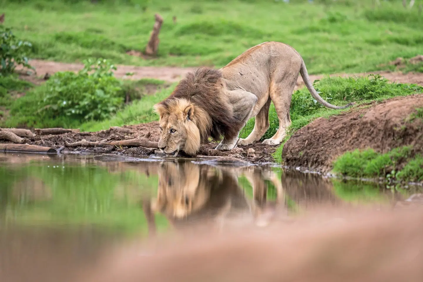 Gorah Elephant Camp Tiere