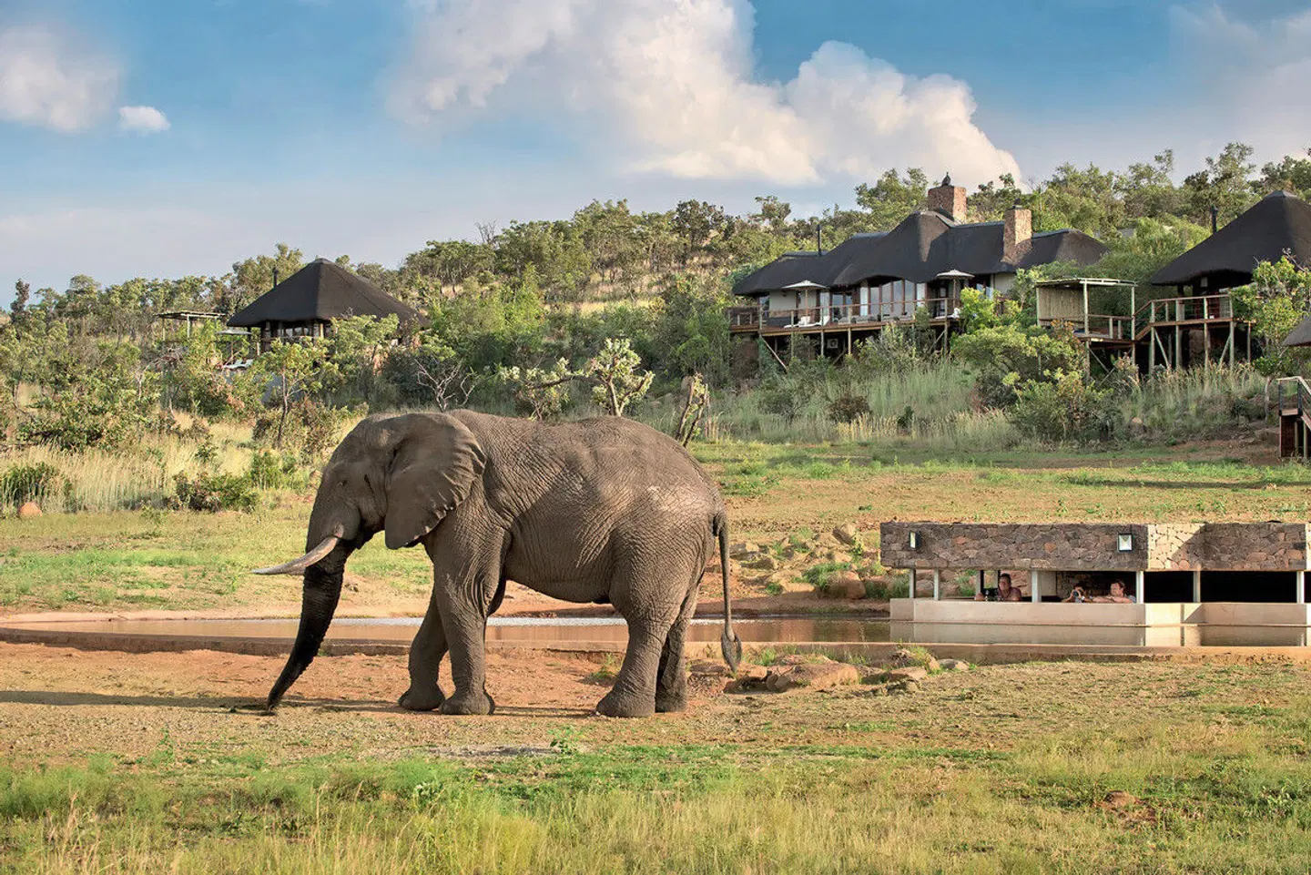 Mhondoro Safari Lodge & Villa Tiere