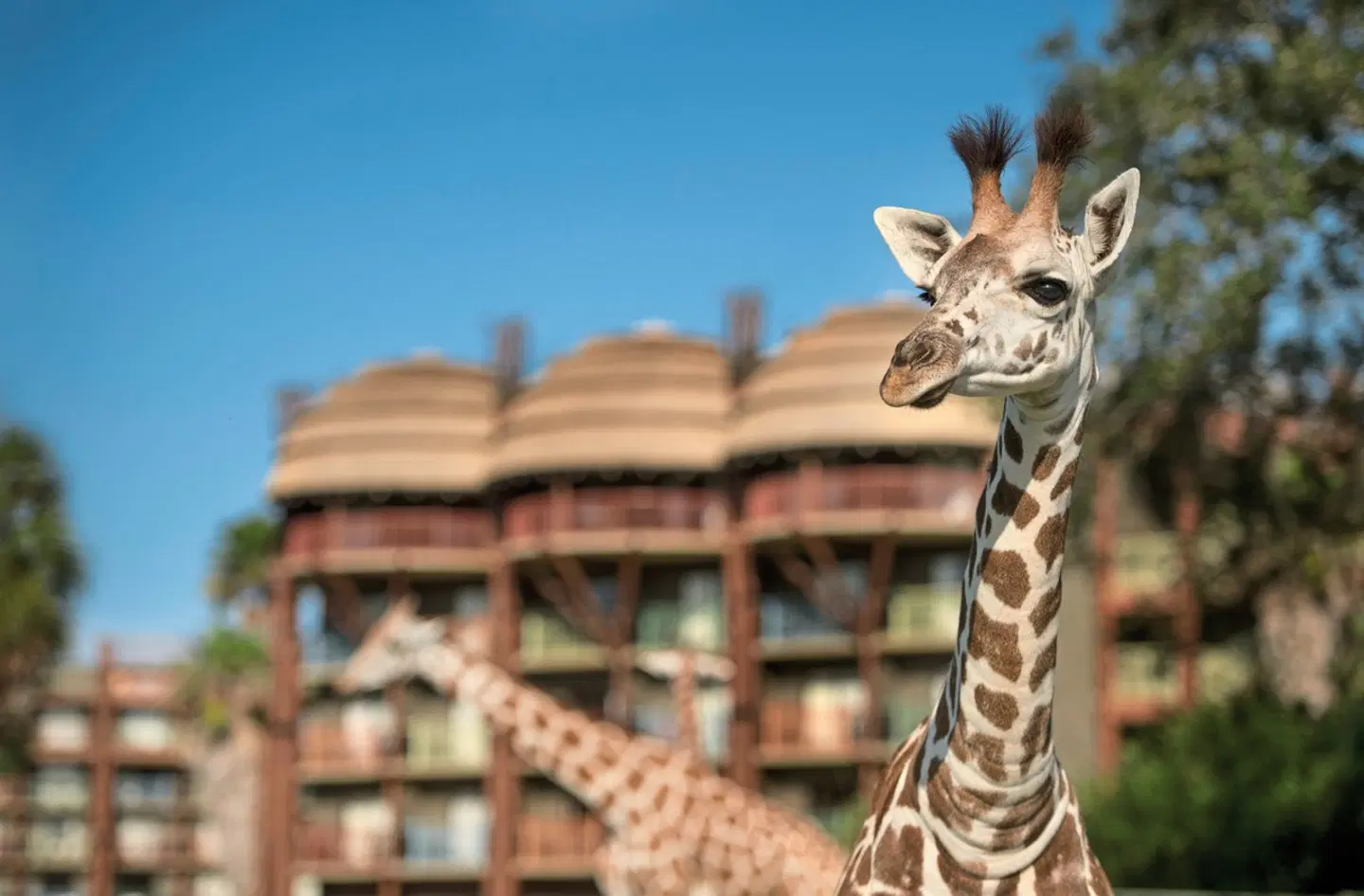 Disney's Animal Kingdom Lodge Tiere