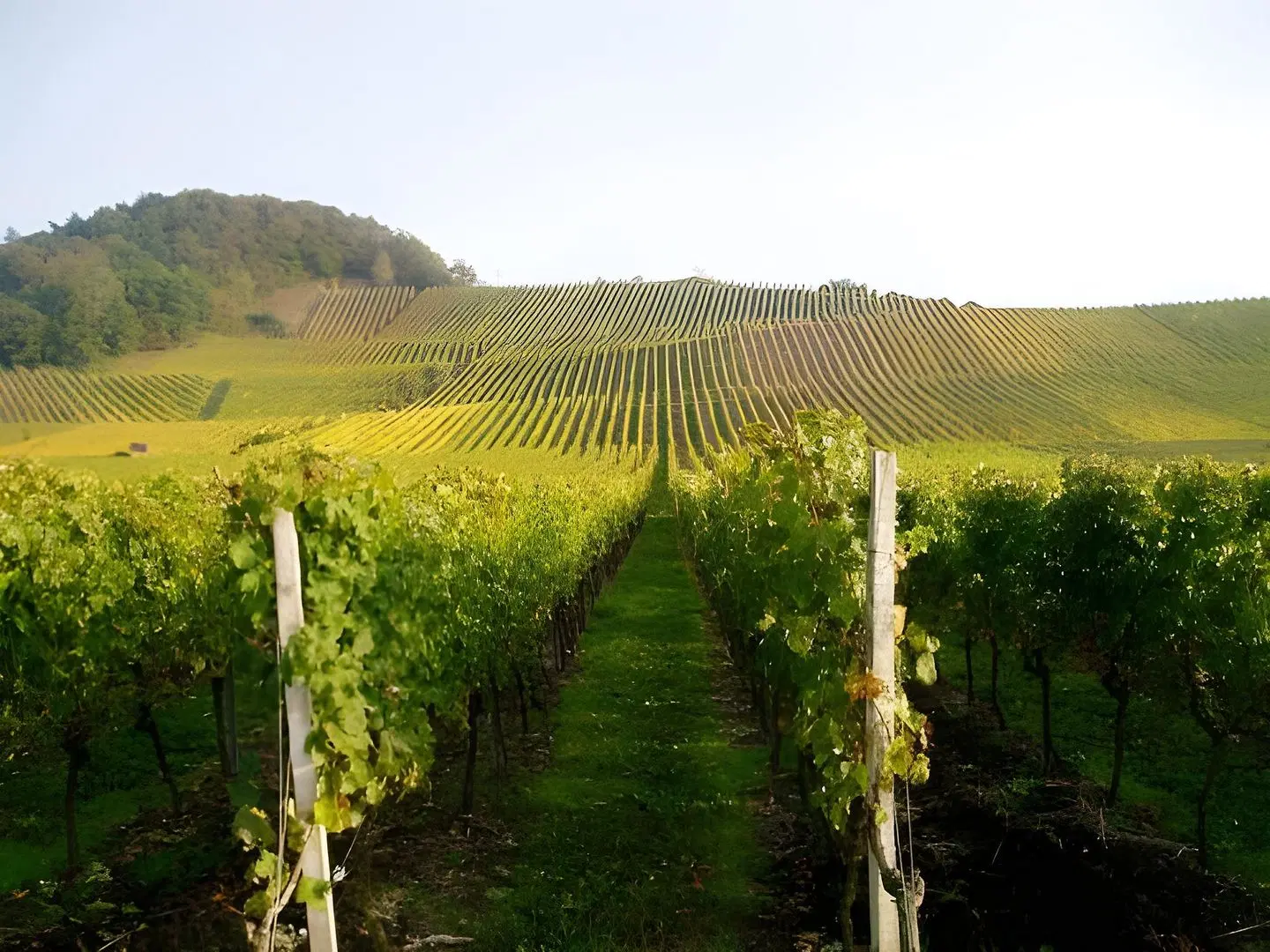 Zum Benediktiner LANDSCAPE