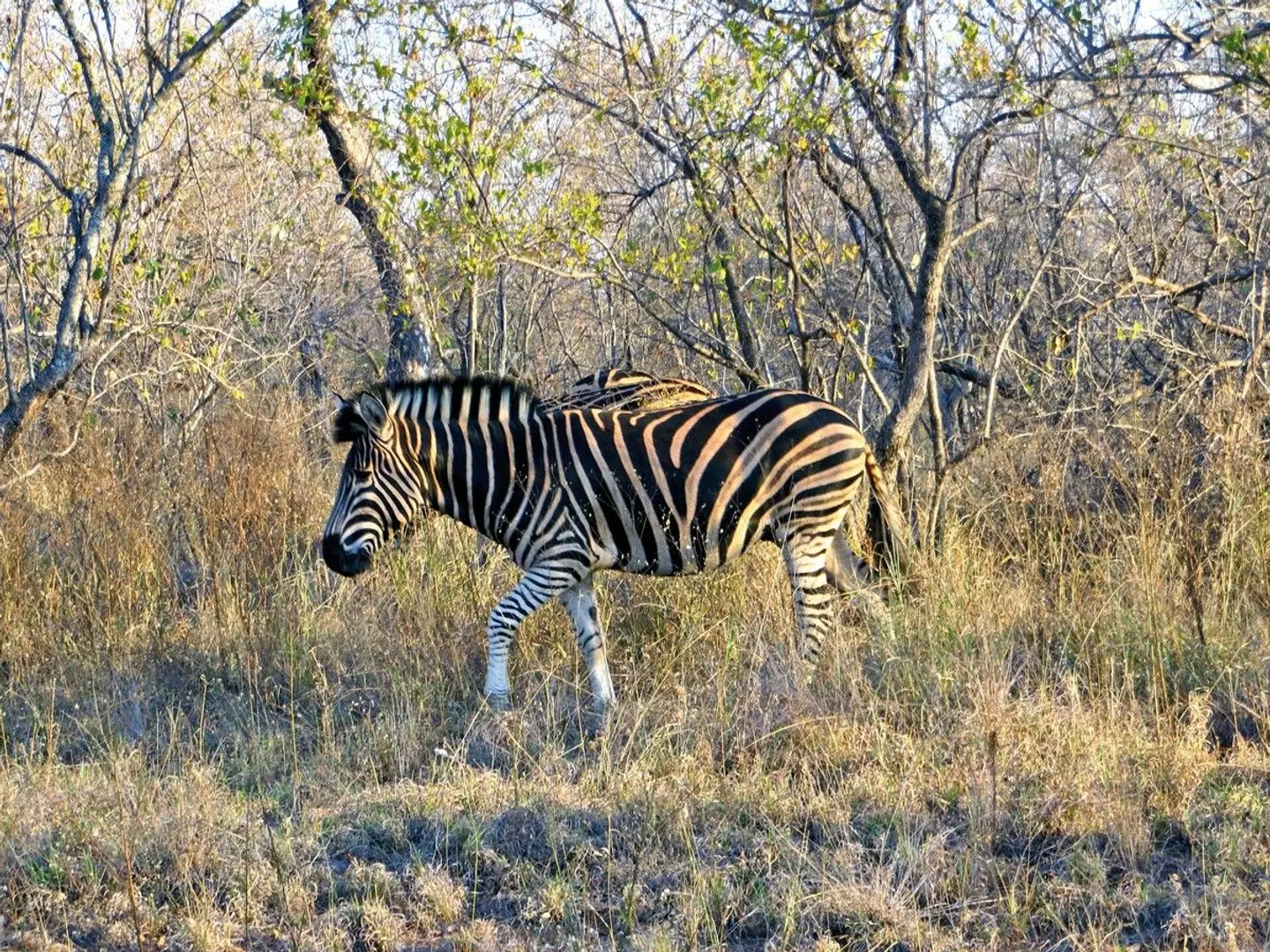 Panorama Südafrika Tiere