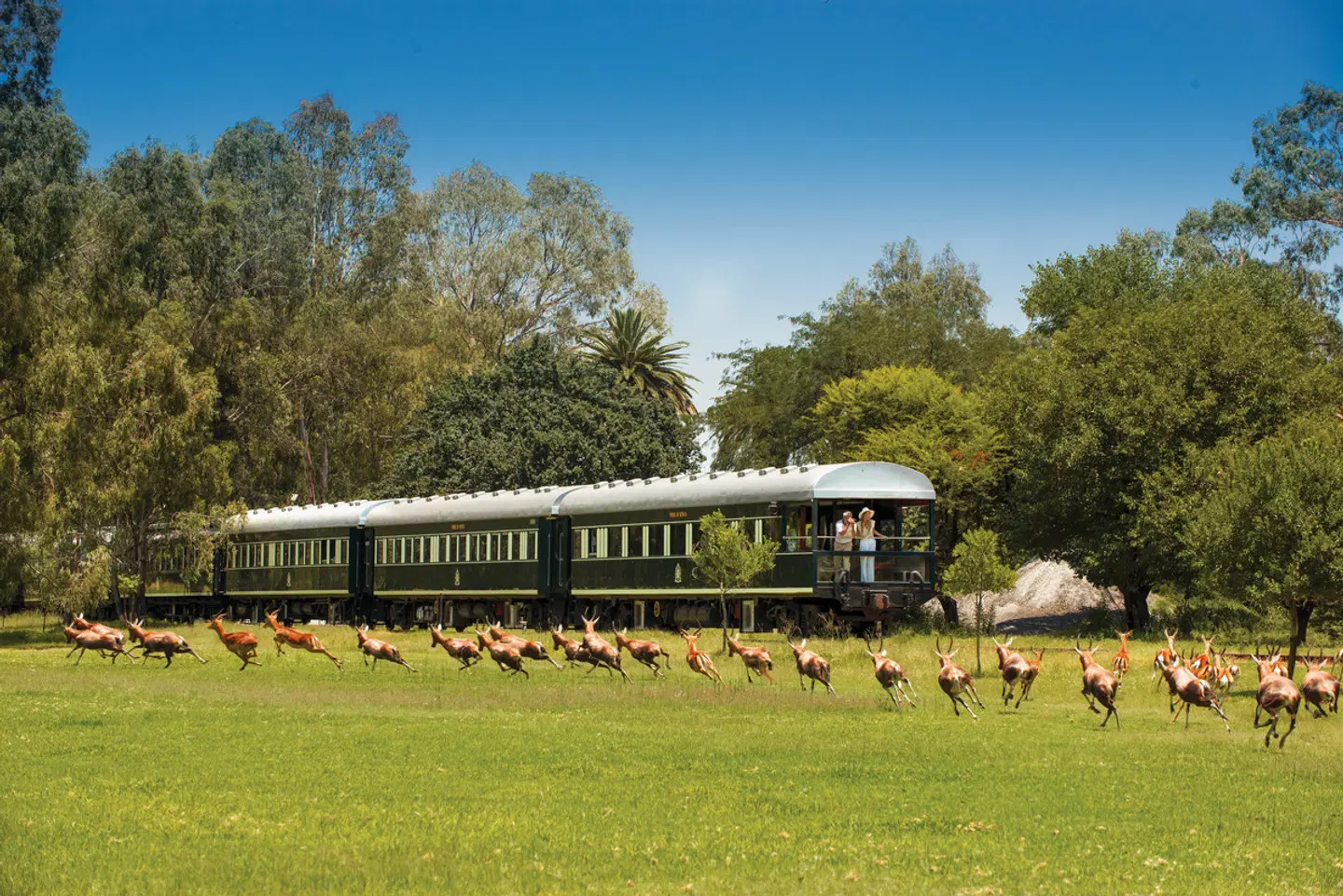 Rovos Rail - The Pride of Africa Tiere