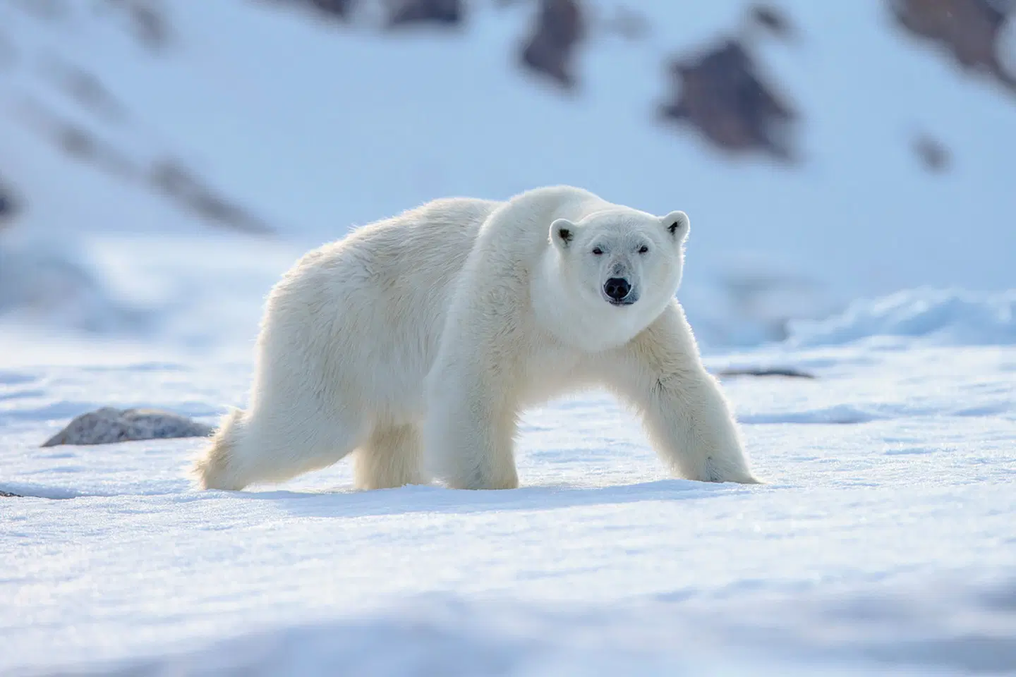 Naturwunder Spitzbergen Tiere