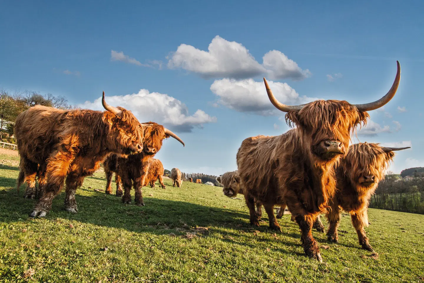 Schottland Rundreise Tiere