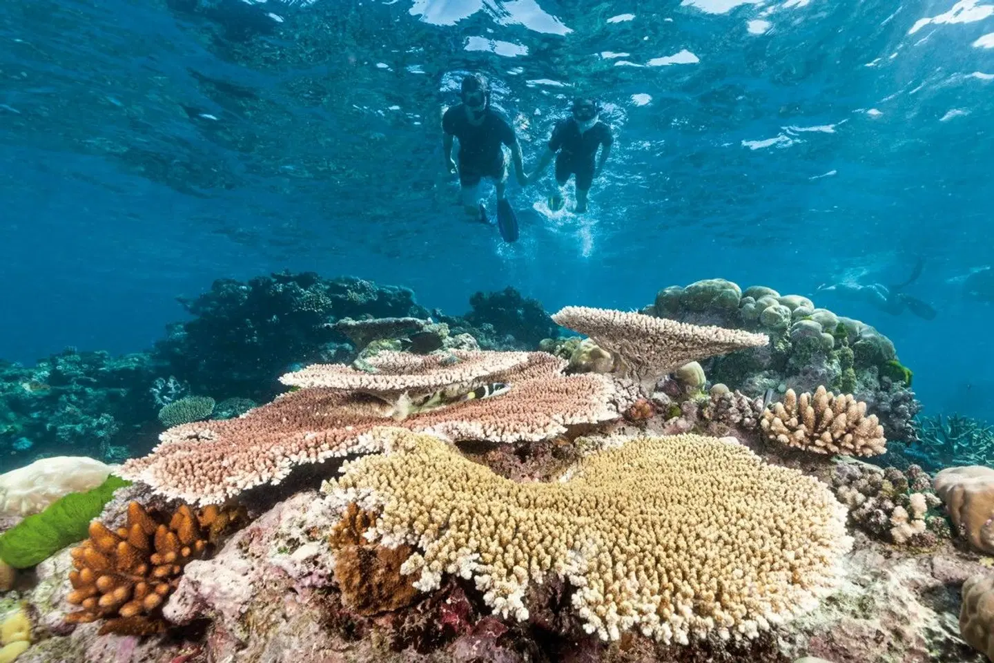Cairns erleben (3 Nächte) Tiere