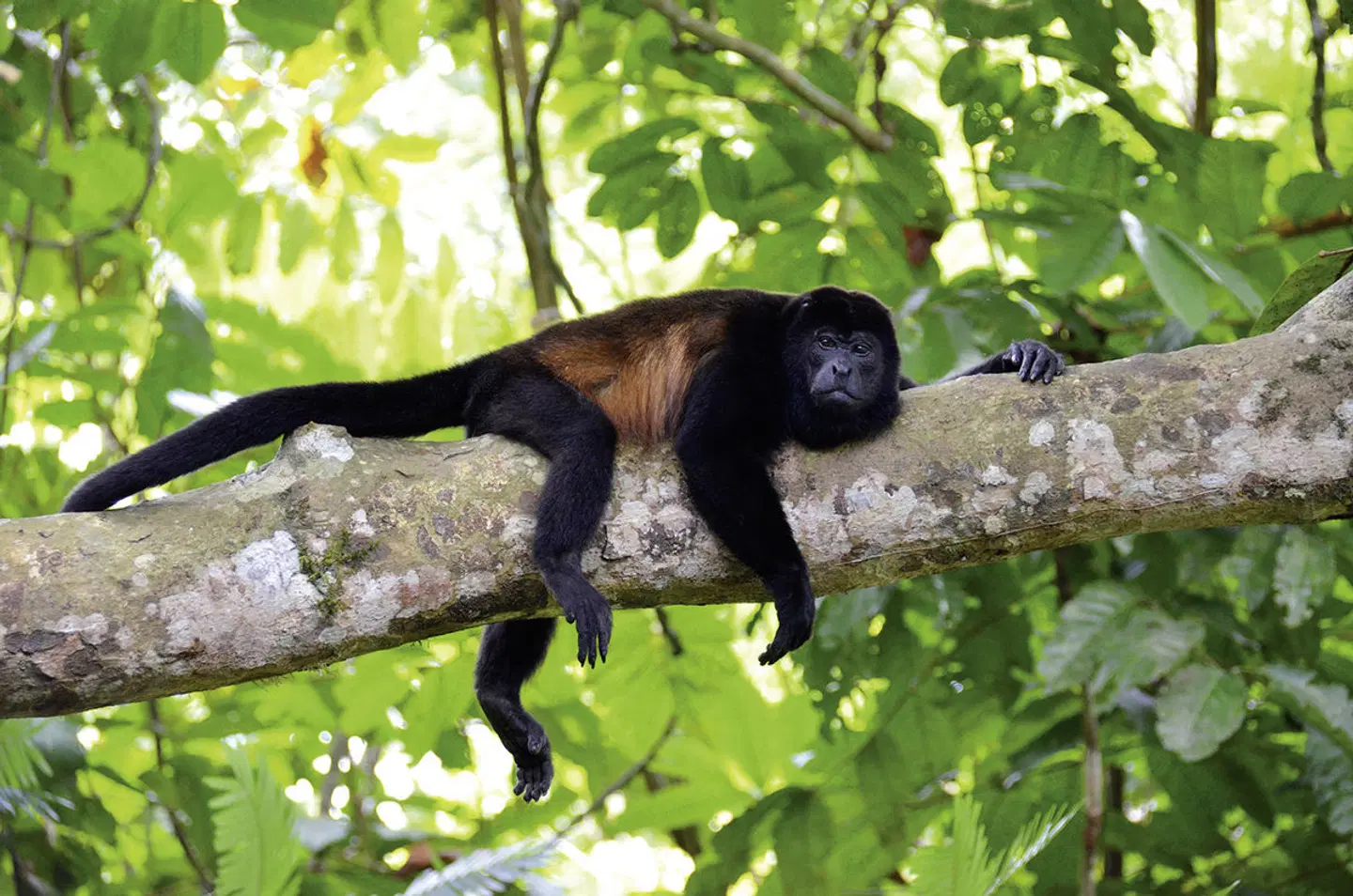 Dschungelabenteuer für die ganze Familie Tiere