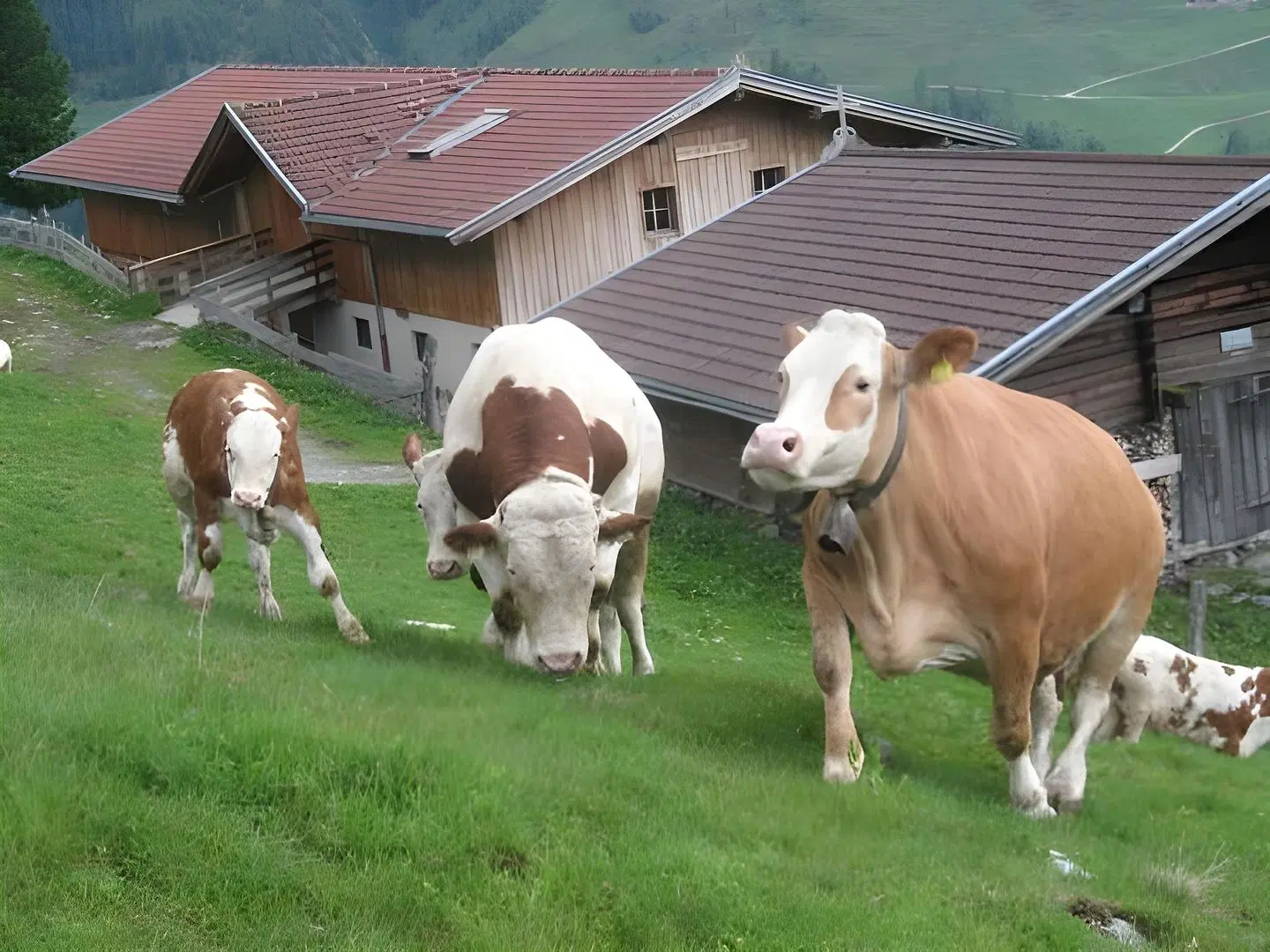 Gasthof Almhof Tiere