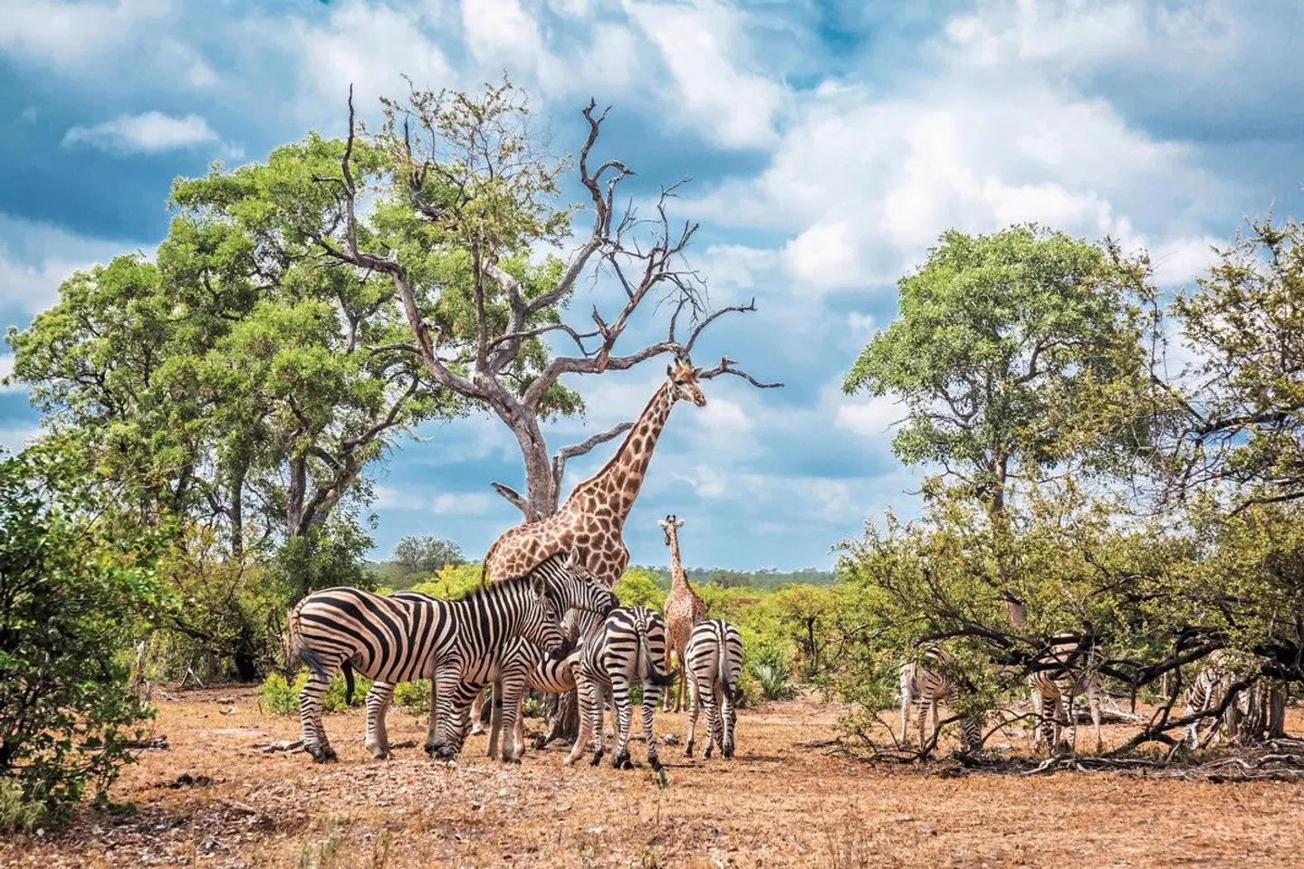 Stippvisite Südafrika - Kleingruppenreise Tiere