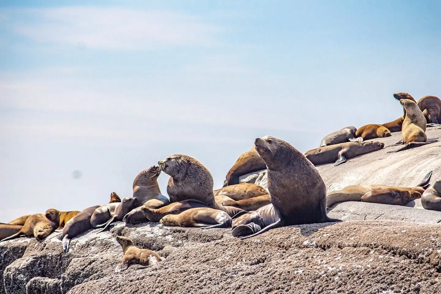 Orca Camp Family Adventure Tiere