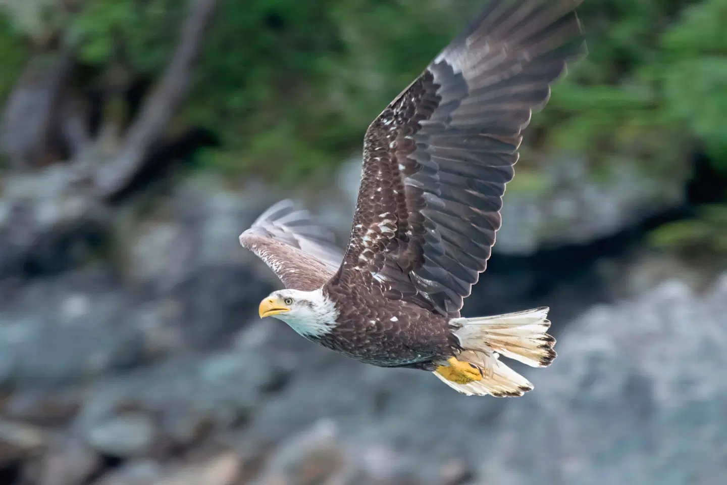 Orca Camp Family Adventure Tiere