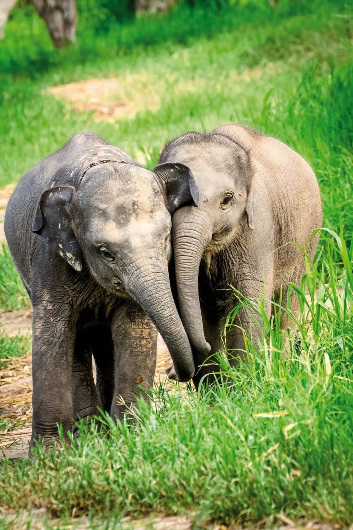 Nord-Thailand mit Goldenem Dreieck (Privatreise) Tiere