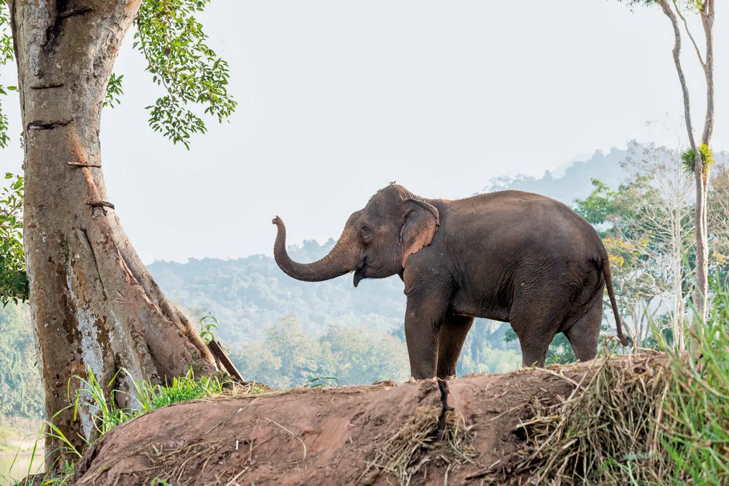 Laos - Natur und Kultur (Gruppenreise) Tiere