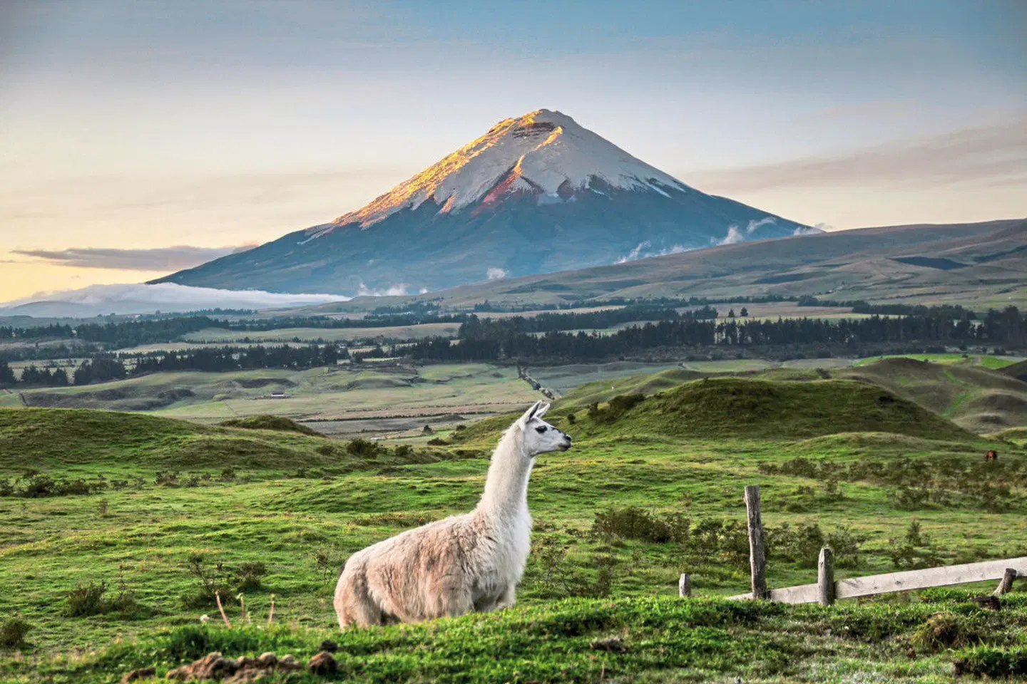 Ecuador auténtico Tiere