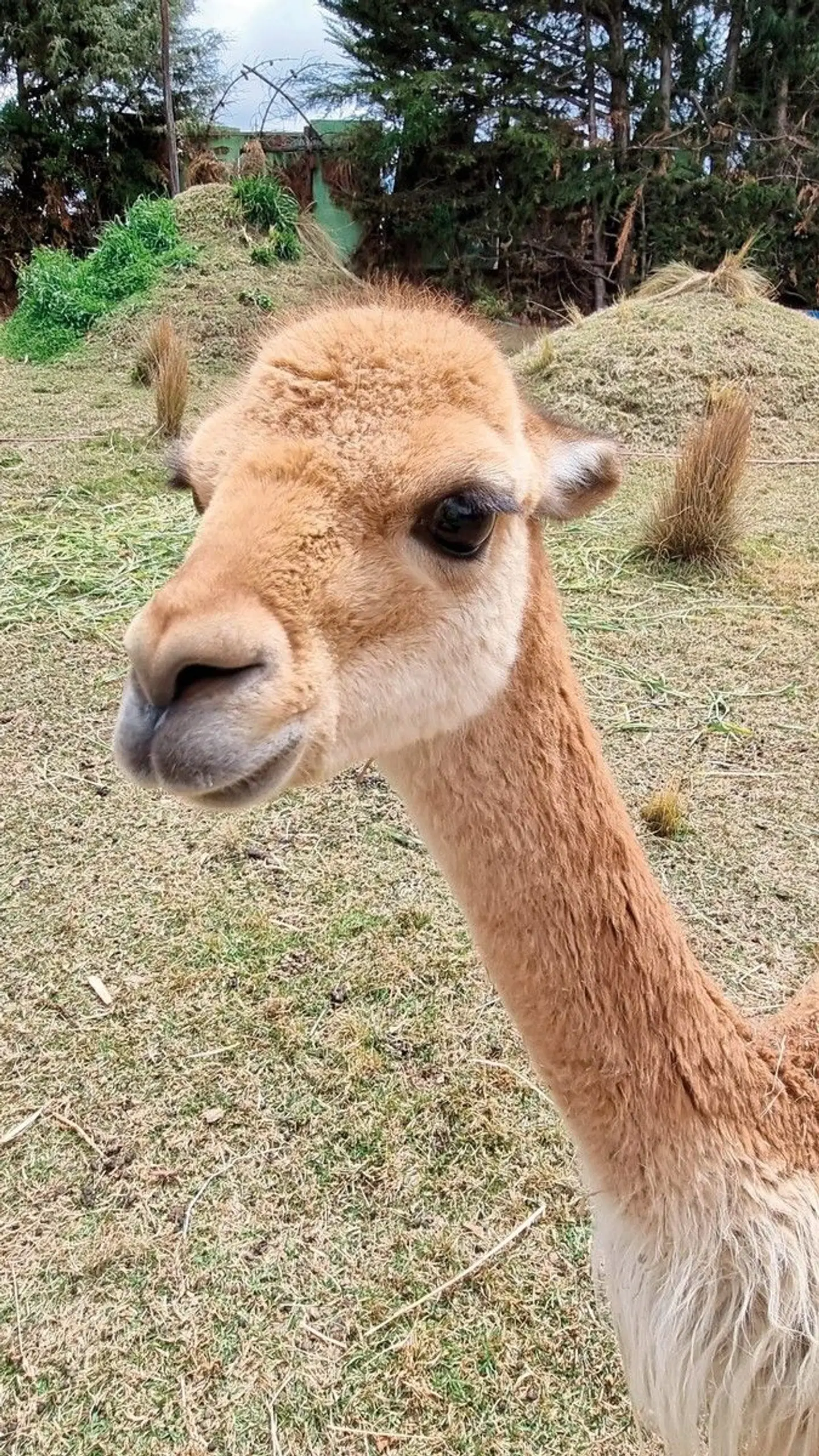 Highlights rund um Cuzco Tiere